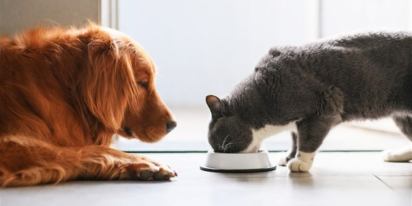 Human Foods That Are Harmful To Cats & Dogs