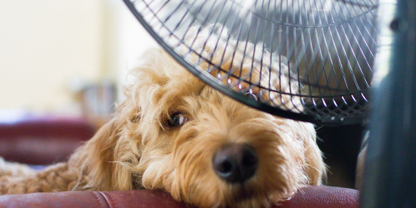 Heat Stroke In Pets: Causes, Symptoms & Treatment