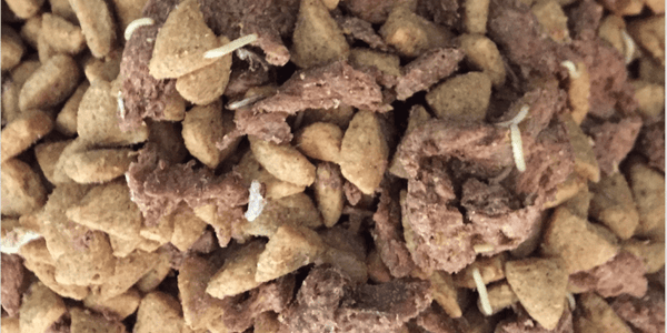 Common Bugs In Dog Food – What To Do?