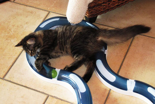 Cat Toys For Your Cat’s Entertainment