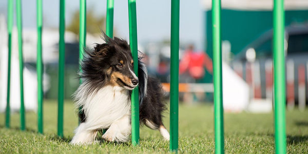 How To Get Started On Dog Agility Training?