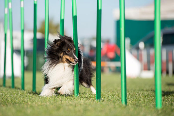 How To Get Started On Dog Agility Training?