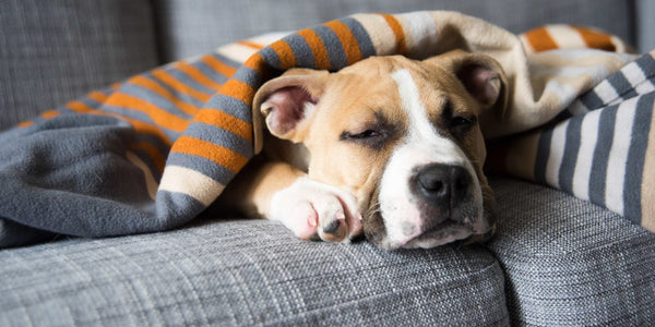 Subtle Signs Your Pet Isn’t Feeling Well