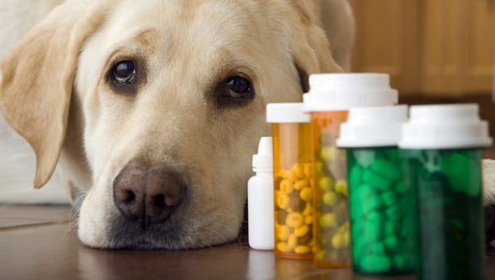 Should I Add Supplements to My Dog’s Food?