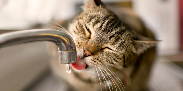 Is Your Cat Drinking Enough Water? Guide To Preventing Cat Dehydration