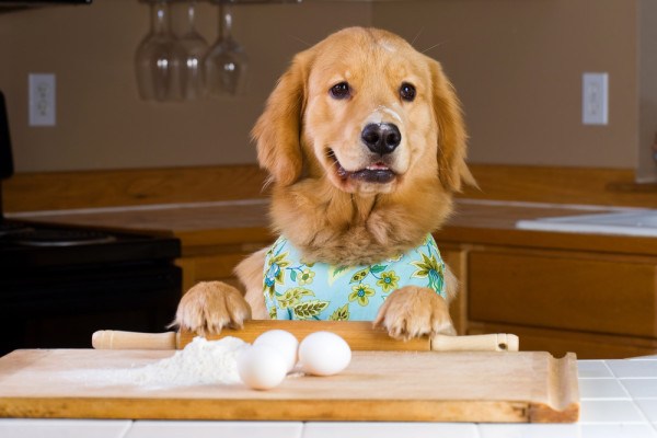 The Benefits Of Home Cooking For Your Dog