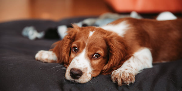 Vomiting In Dogs: Causes, Symptoms & Treatment