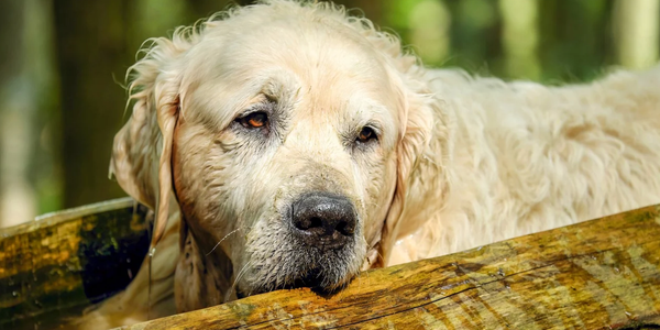 10 Oldest Dog Breeds In The World
