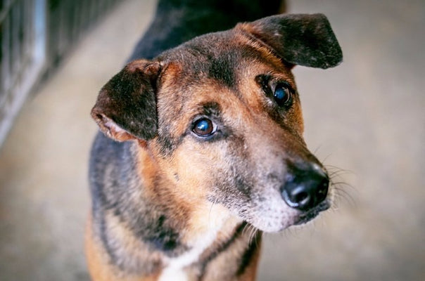 The Joys And Advantages Of Adopting A Shelter Dog