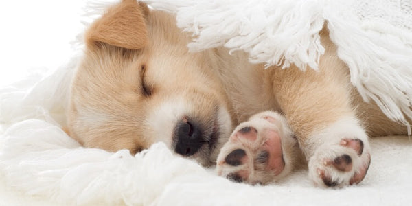 A Good Night’s Sleep: A Guide To Dog Beds