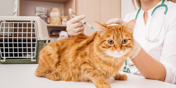 Pet Vaccinations — What’s Necessary For Cats & Dogs In Singapore?
