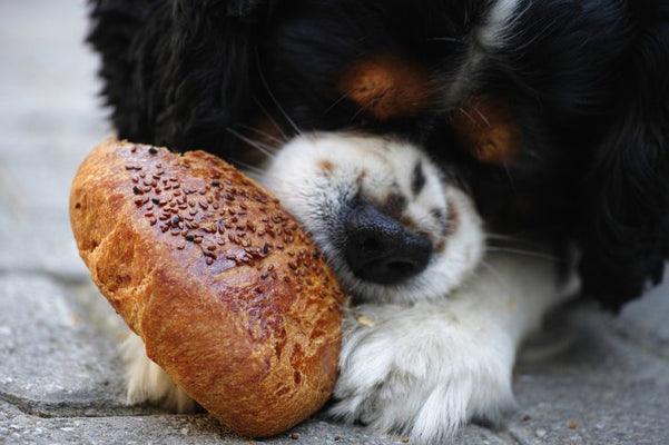 12 Superfoods For Dogs
