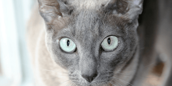 Introduction to Breeds – Tonkinese Cats