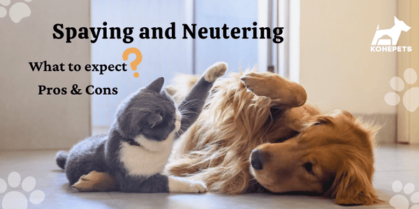 Spaying Or Neutering — What To Expect? Pros & Cons?