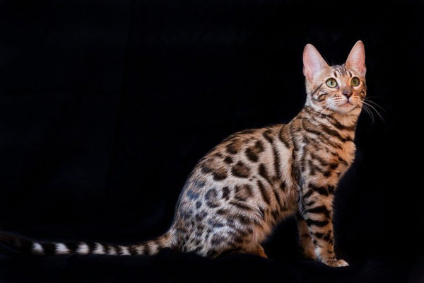Introduction To Cat Breeds – Bengal Cat