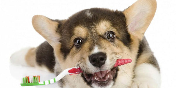 Dog Dental Care – Cleaning Your Dog’s Teeth