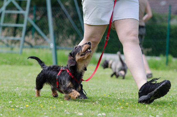 Dog Training & Obedience Courses – Why is it important?