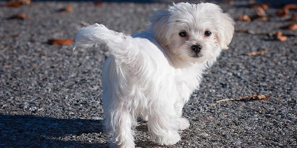 Introduction to Dog Breeds – Maltese