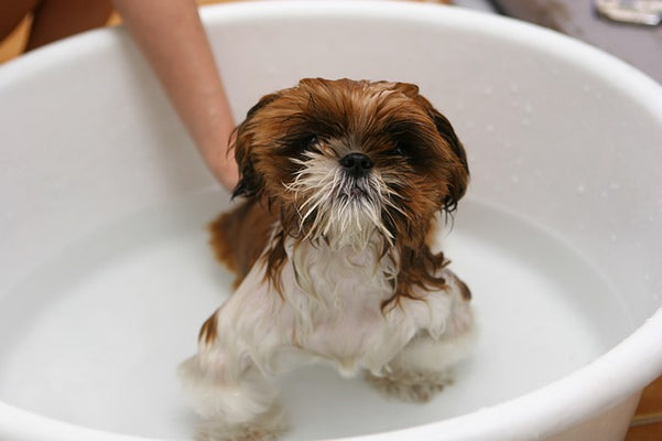 Home Grooming Tips for Dogs