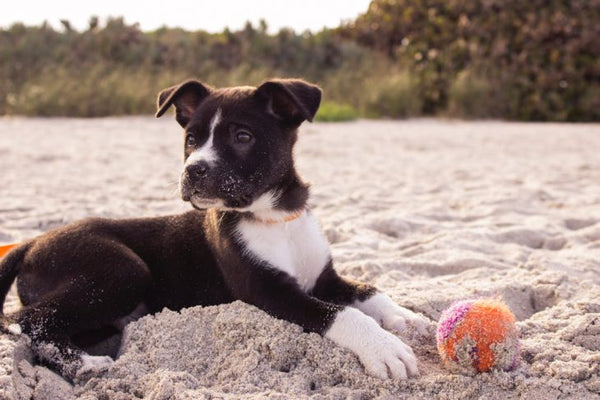 Best Types Of Dog Toys For Your Furry Friend