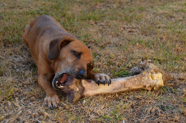 Is It Safe To Feed My Dog Bones?
