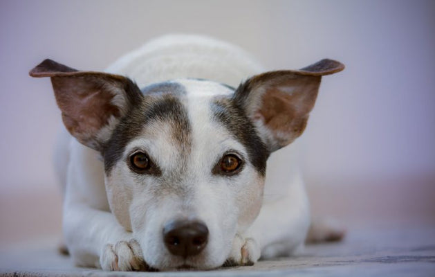Dispelling Common Dog Myths