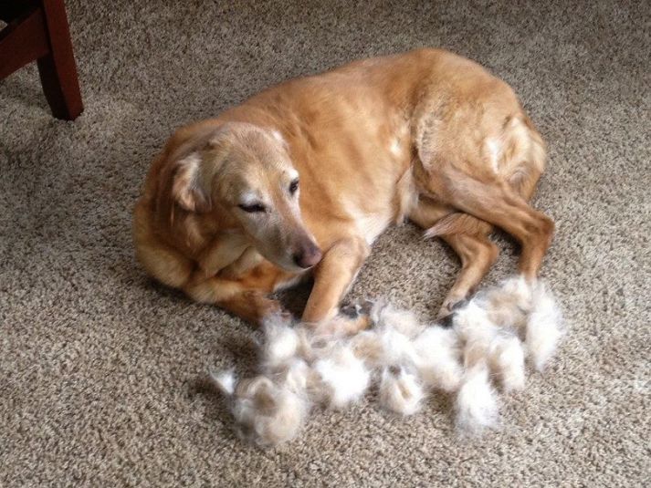 Why Do Dogs Shed And How To Manage Shedding? Kohepets
