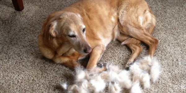 Why Do Dogs Shed And How To Manage Shedding?