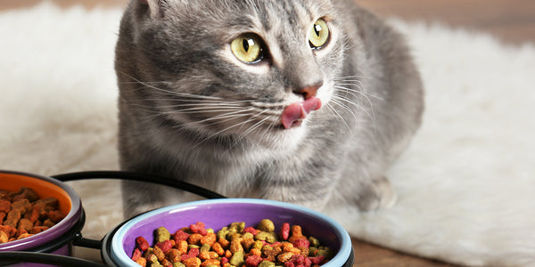 How to Transition Your Cat to Senior Cat Food?