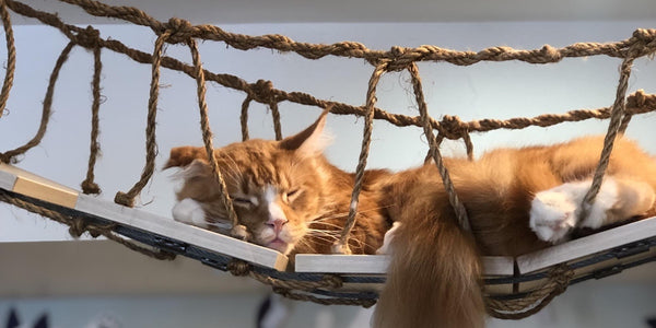 Awesome Cat Cafe from only $4.50/Pax!