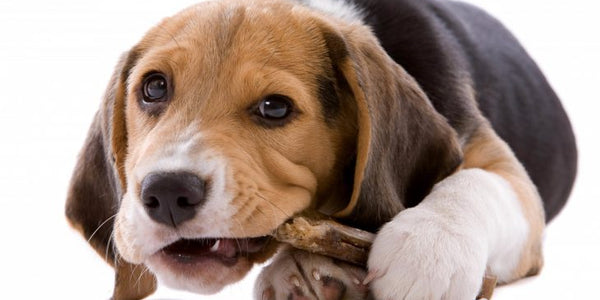 The Best Edible Dog Chews For Your Dog To Enjoy