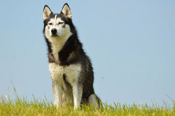 5 Things to Know Before Owning an Arctic Dog Breed in Singapore