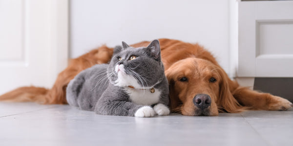 Best Pet Gadgets in Singapore — Smart Devices For Cats & Dogs!