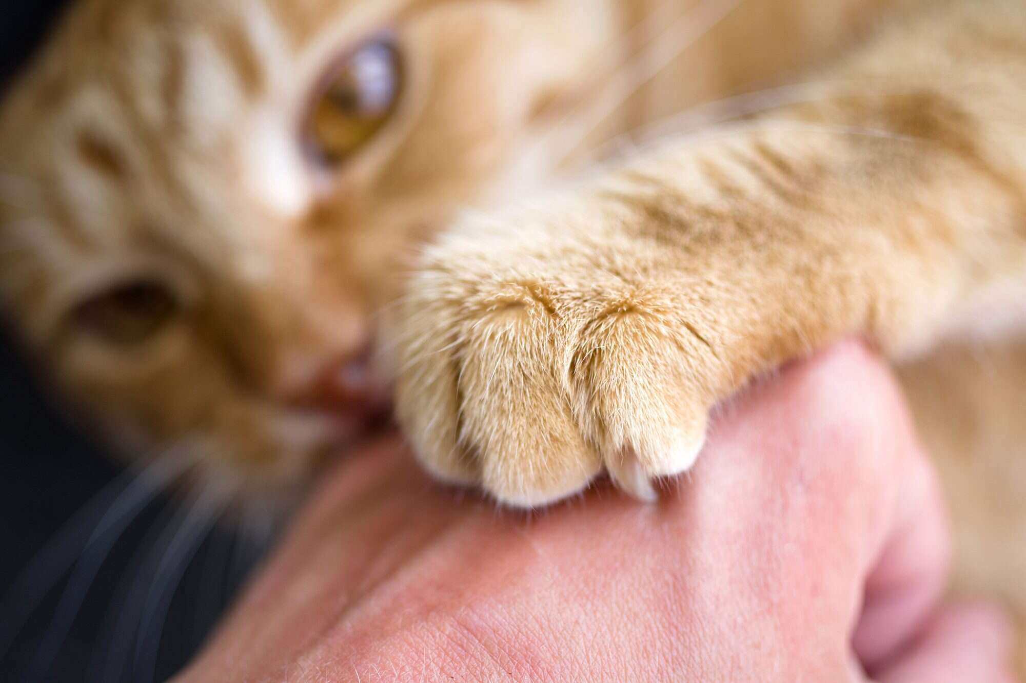 Rabies Nail Feral Cat Scratch Is Cat Scratch Fever A Myth? Dupont