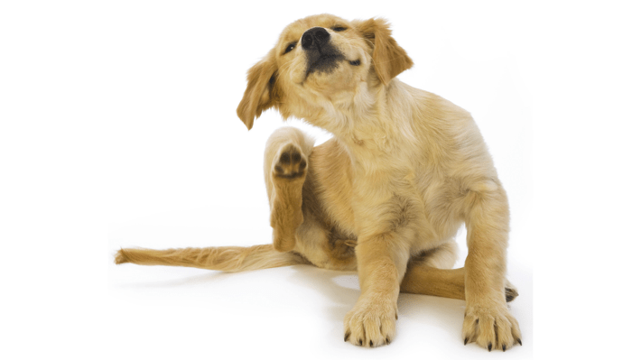 Managing Your Dog’s Skin Problems
