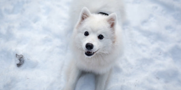 Introduction to Breeds – Japanese Spitz