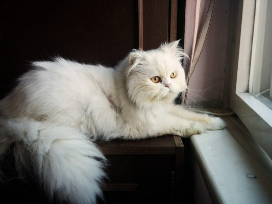 Introduction To Cat Breeds – Persian Cat