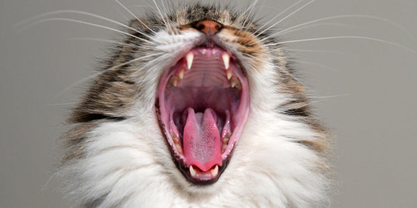 Dental Care For Cats —  Do You Need To Brush Your Cat’s Teeth?