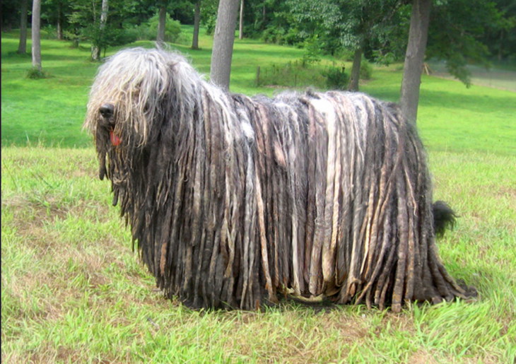 Unusual Dog Rare Large Dog Breeds Buy Uncommon Large Dog Breeds