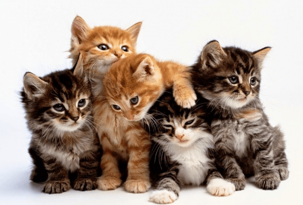 10 Most Popular Cat Breeds In Singapore