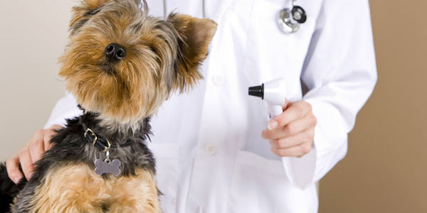Pet Insurance in Singapore: The Nitty-Gritty