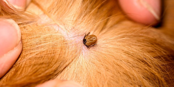 Ticks On Dogs — Symptoms, Removal, Treatment & Prevention