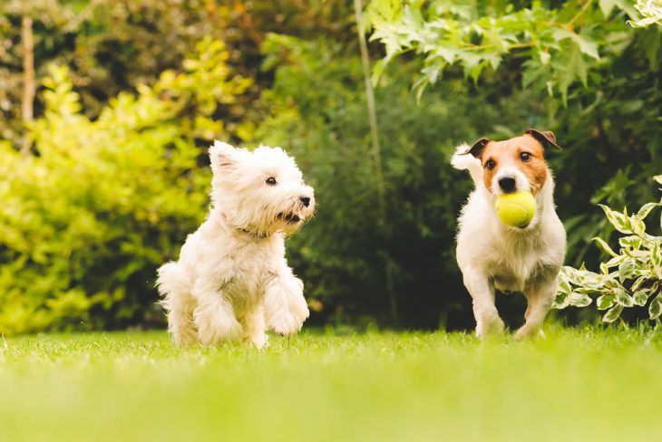 Finding the Perfect Dog Park A Comprehensive Guide