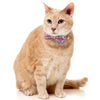 15% OFF: FuzzYard Cat Collar, Bandana & Bowtie Fashion Pack (Meowcarons)