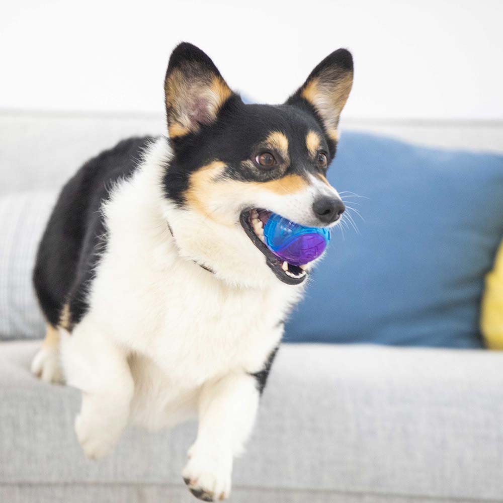GiGwi Ball Dog Toys — Exciting Ball Toys For Dogs Of All Ages