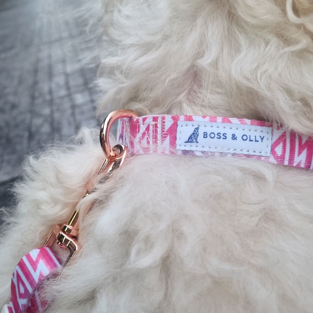 Boss & Olly Dog Collar (Fruity Sorbet) Kohepets