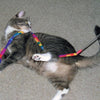 10% OFF: Cat Dancer Cat Charmer Wand Teaser Toy - Kohepets