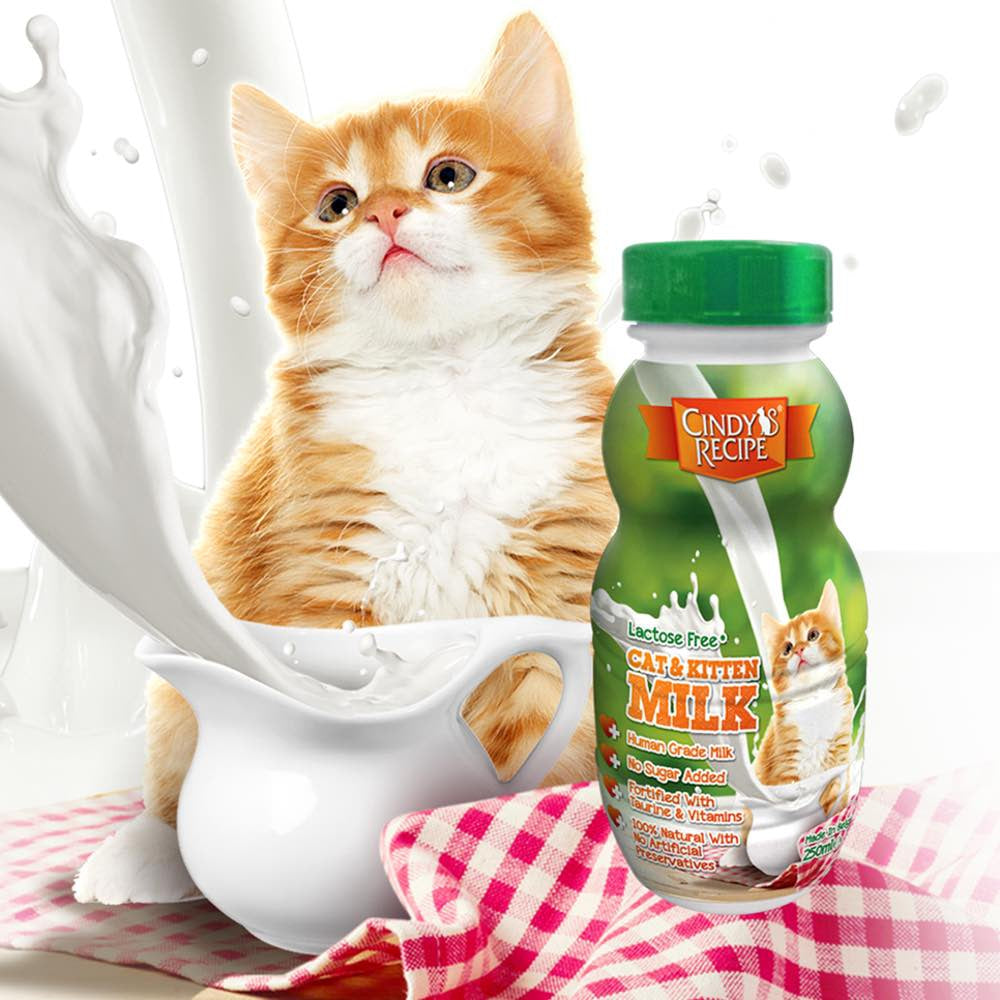 Illustration of Homemade Lactose Free Cat Milk Recipe