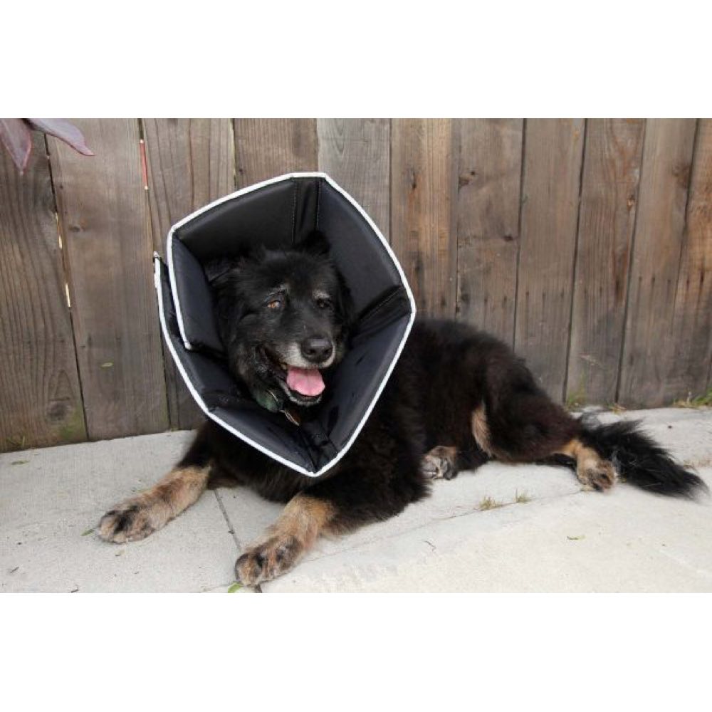 Comfy Cone Cat Dog E-Collar Kohepets - Main Image