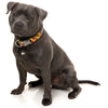 Fuzzyard Dog Collar (Doggoforce) - Kohepets
